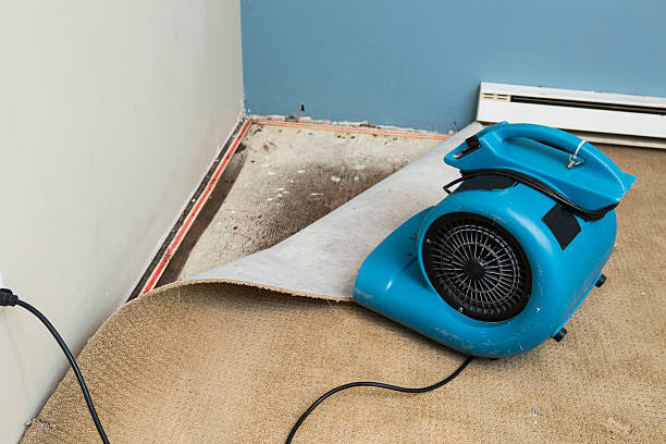Best Ceiling water damage repair  in Roosevelt Gardens, FL